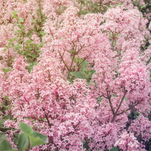 Lilac | Syringa 'Red Pixie' Shrubs