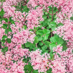 Lilac | Syringa 'Red Pixie' Shrubs