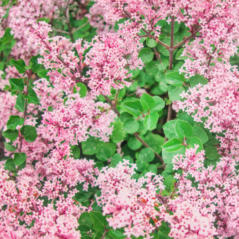 Lilac | Syringa 'Red Pixie' Shrubs