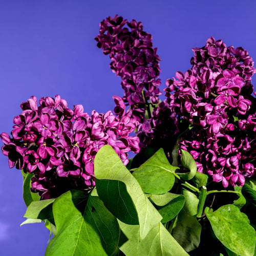 Lilac | Syringa 'Bloomerang Dark Purple' Shrubs