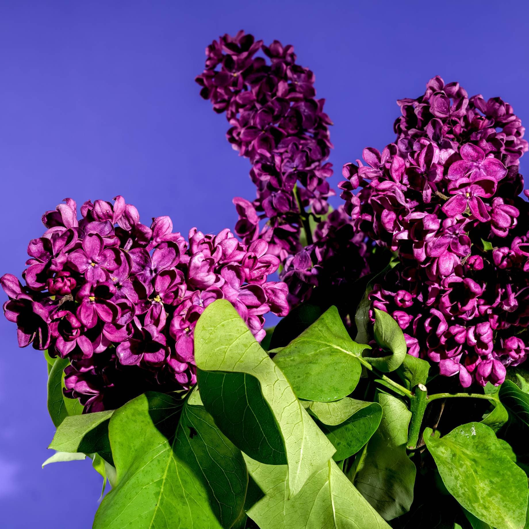 Syringa Tree Roots Lilac | Syringa 'Bloomerang Dark Purple' – Roots Plants