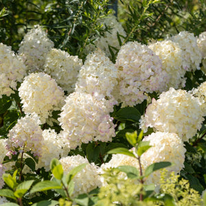 Hydrangea paniculata 'Silver Dollar' Shrubs