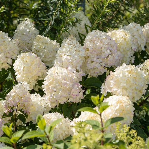 Hydrangea paniculata 'Silver Dollar' Shrubs