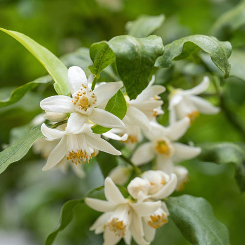 Yuzu Tree | Citrus × junos Mediterranean Fruit Trees
