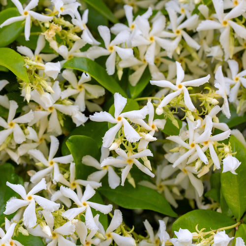 Evergreen Star Jasmine | Trachelospermum jasminoides Climbing Plants