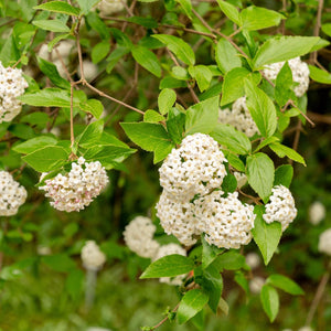 Viburnum burkwoodii Shrubs
