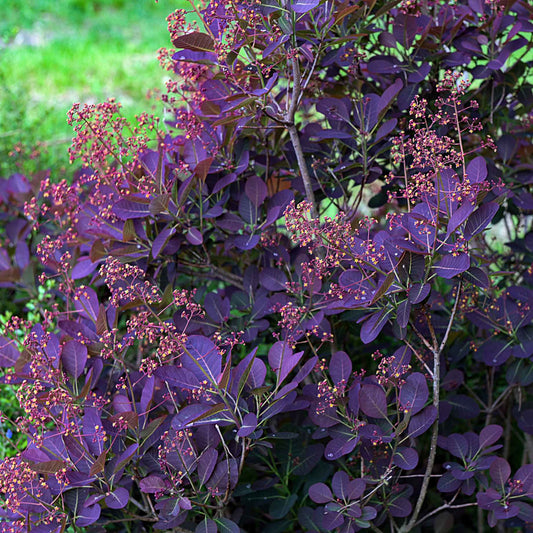 Smoke Bush | Cotinus coggygria 'Royal Purple' Shrubs