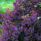 Smoke Bush | Cotinus coggygria 'Royal Purple' Shrubs