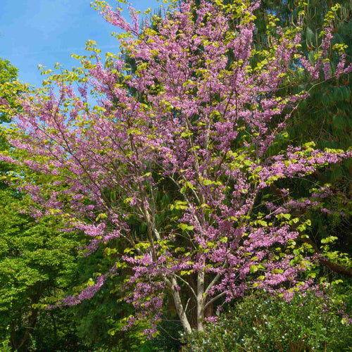 Eastern Redbud Tree | Cercis canadensis Ornamental Trees