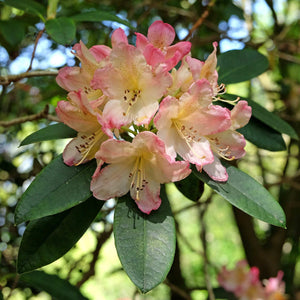 Rhododendron 'Percy Wiseman' Shrubs