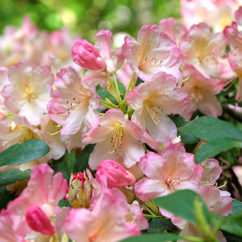 Rhododendron 'Percy Wiseman' Shrubs