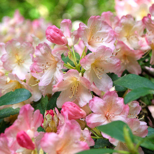 Rhododendron 'Percy Wiseman' Shrubs