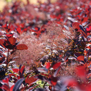 Smoke Bush | Cotinus coggygria 'Royal Purple' Shrubs