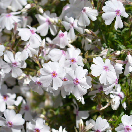 Phlox 'Amazing Grace' Perennial Bedding