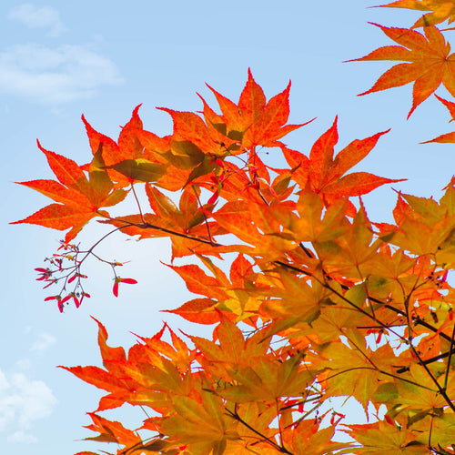 Freeman Maple Tree | Acer x freemanii 'Autumn Blaze' Ornamental Trees