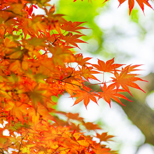 Freeman Maple Tree | Acer x freemanii 'Autumn Blaze' Ornamental Trees