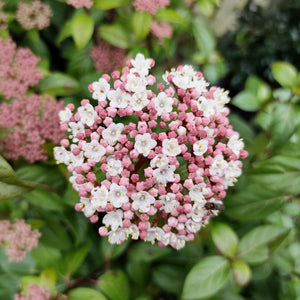 Viburnum tinus 'Eve Price' Shrubs