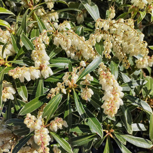 Pieris 'Flaming Silver' Shrubs