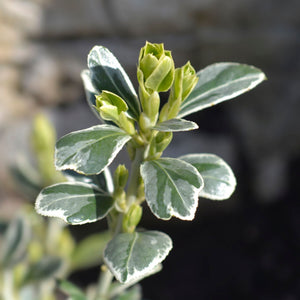 Euonymus japonicus 'Susan' Shrubs
