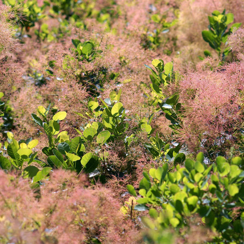 Smoke Tree | Cotinus coggygria 'Young Lady' Shrubs