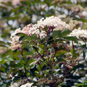 Black Elderberry Tree | Sambucus nigra 'Black Beauty' Shrubs