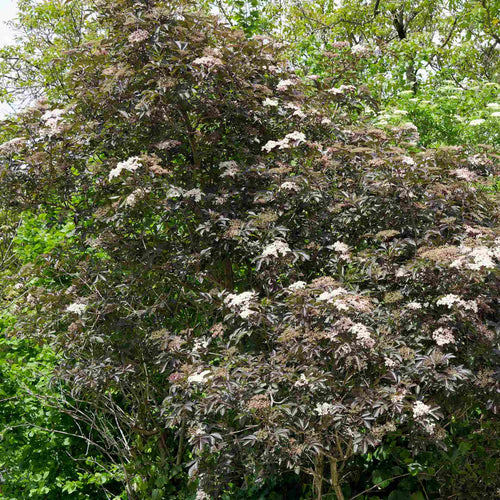 Black Elderberry Tree | Sambucus nigra 'Black Beauty' Shrubs