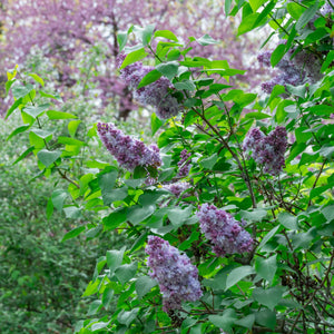 Lilac 'Katherine Havemeyer' | Syringa vulgaris Shrubs