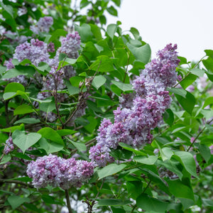 Lilac 'Katherine Havemeyer' | Syringa vulgaris Shrubs