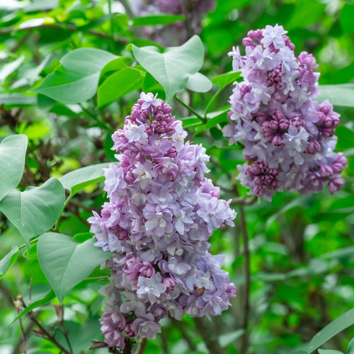 Lilac 'Katherine Havemeyer' | Syringa vulgaris Shrubs