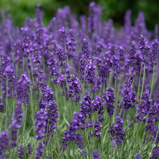 English Lavender 'Hidcote' | Lavandula angustifolia Perennial Bedding