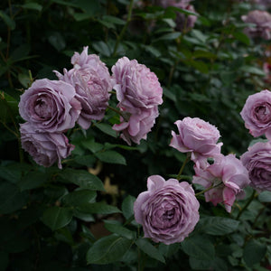 'Novalis®' Nostalgia Shrub Rose Shrubs