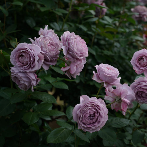 'Novalis®' Nostalgia Shrub Rose Shrubs
