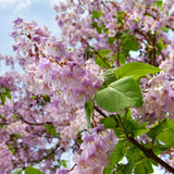 Foxglove Tree | Paulownia tomentosa Ornamental Trees