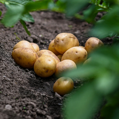 'Caledonian Pearl' First Early Seed Potatoes Vegetables