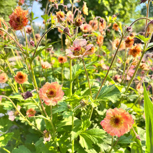Geum Mai Tai Perennial Bedding