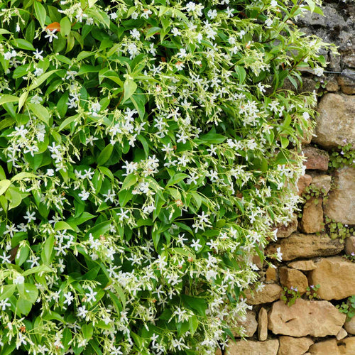 Evergreen Star Jasmine | Trachelospermum jasminoides Climbing Plants
