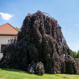 Purple Beech Tree | Fagus sylvatica 'Purple Fountain' Ornamental Trees