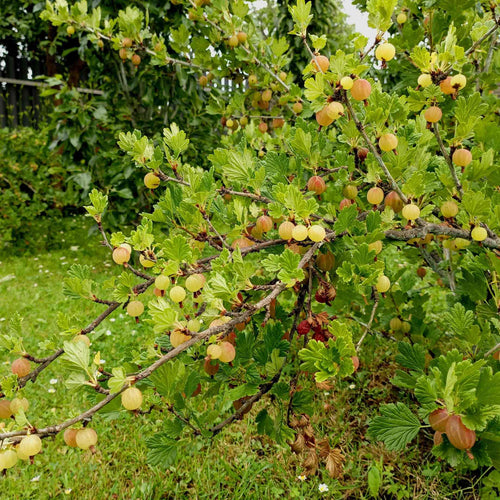 'Hinnonmaki Yellow' Gooseberry Bush Soft Fruit