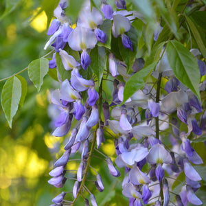 Japanese Wisteria | Wisteria floribunda 'Royal Purple' Climbing Plants