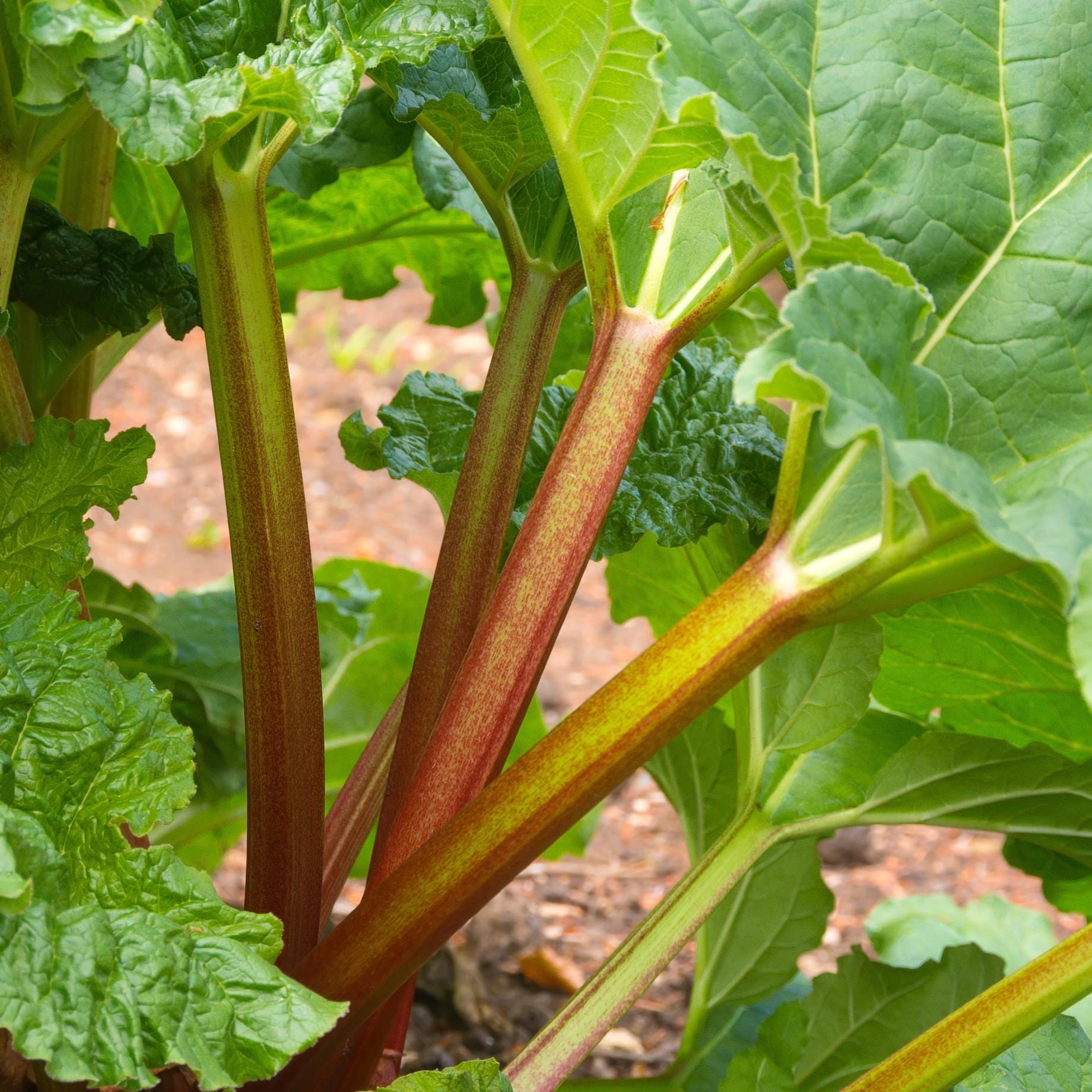 'Victoria' Rhubarb Plant – Roots Plants