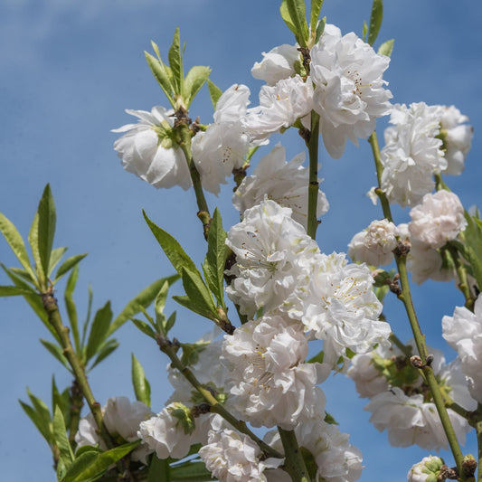 'Taoflora White' Peach Tree Ornamental Trees