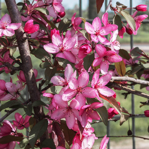 'Royal Raindrops' Crabapple Tree Fruit Trees