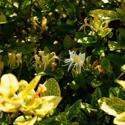 Variegated Japanese Honeysuckle | Lonicera japonica 'Aureoreticulata' Climbing Plants