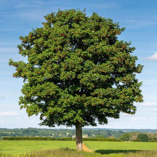 Field Maple Tree | Acer campestre Ornamental Trees