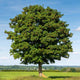 Field Maple Tree | Acer campestre Ornamental Trees