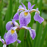 Iris versicolor Pond Plants
