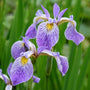 Iris versicolor Pond Plants