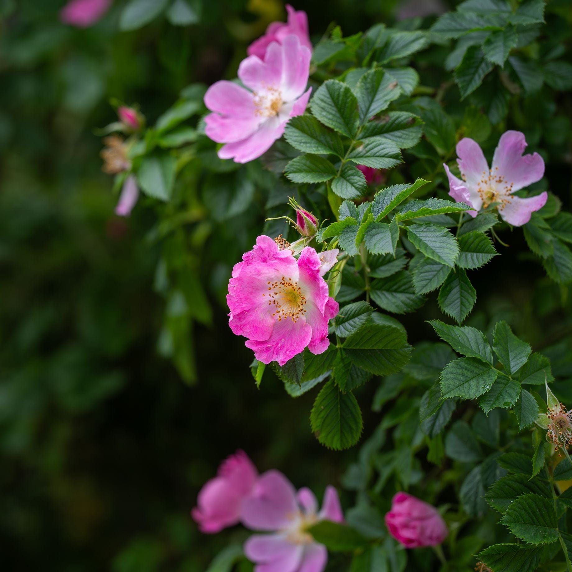 Eglantine Rose Hedging | Rosa rubiginosa – Roots Plants