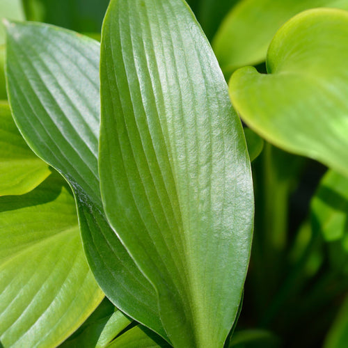 Hosta 'Devon Green' Perennial Bedding