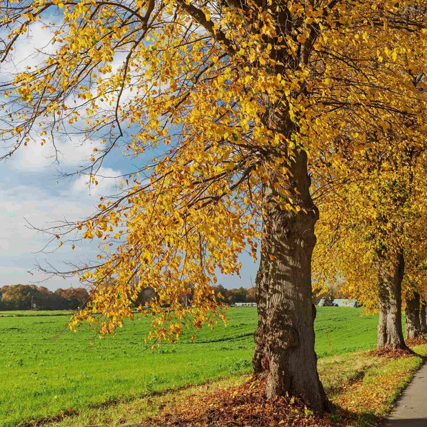 Small-Leaved Lime Tree | Tilia cordata 'Winter Orange' Ornamental Trees